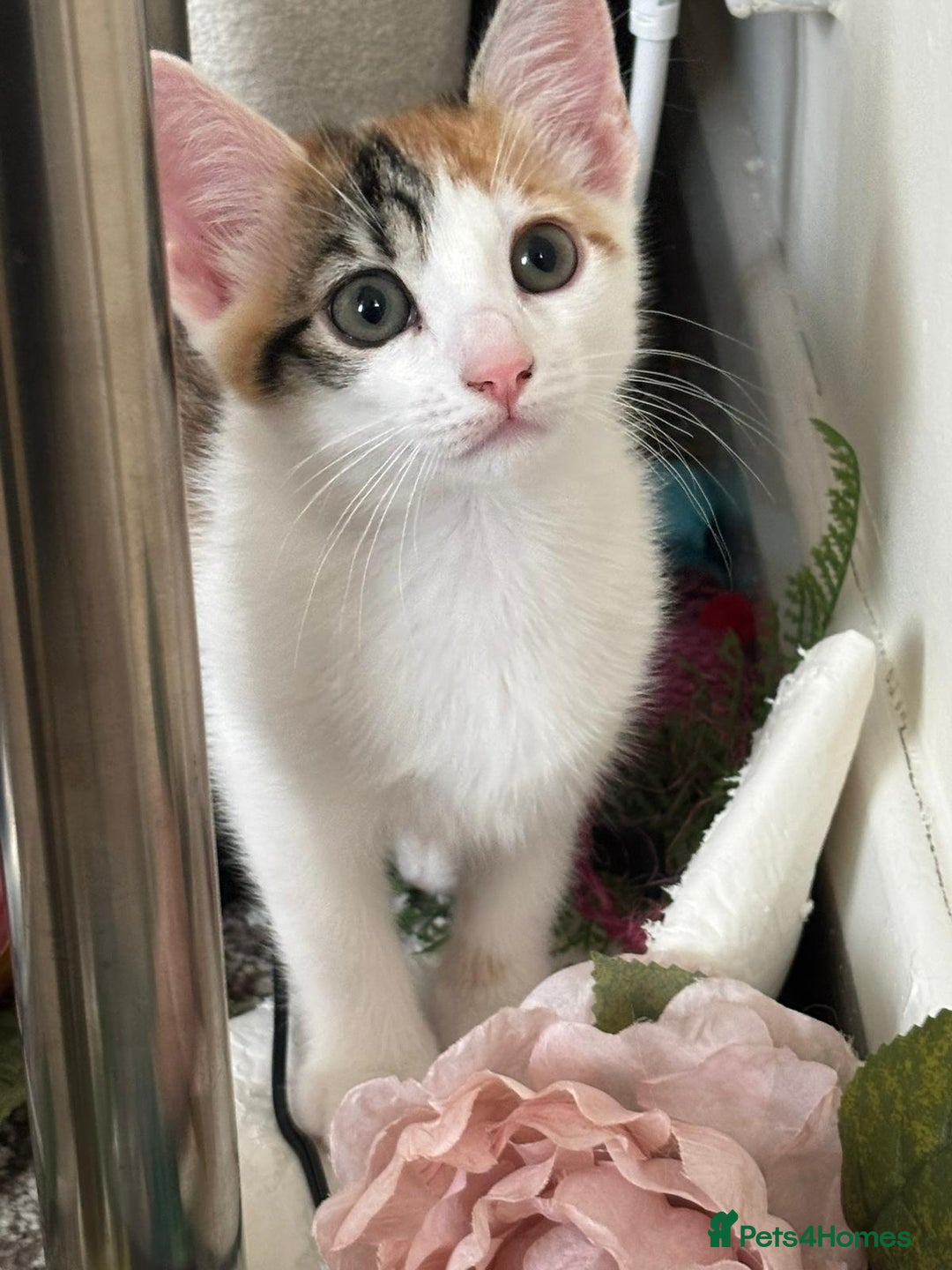 Mixed Breed cats for adoption: 4x 10 week rescue kittens waiting for homes - Image 1