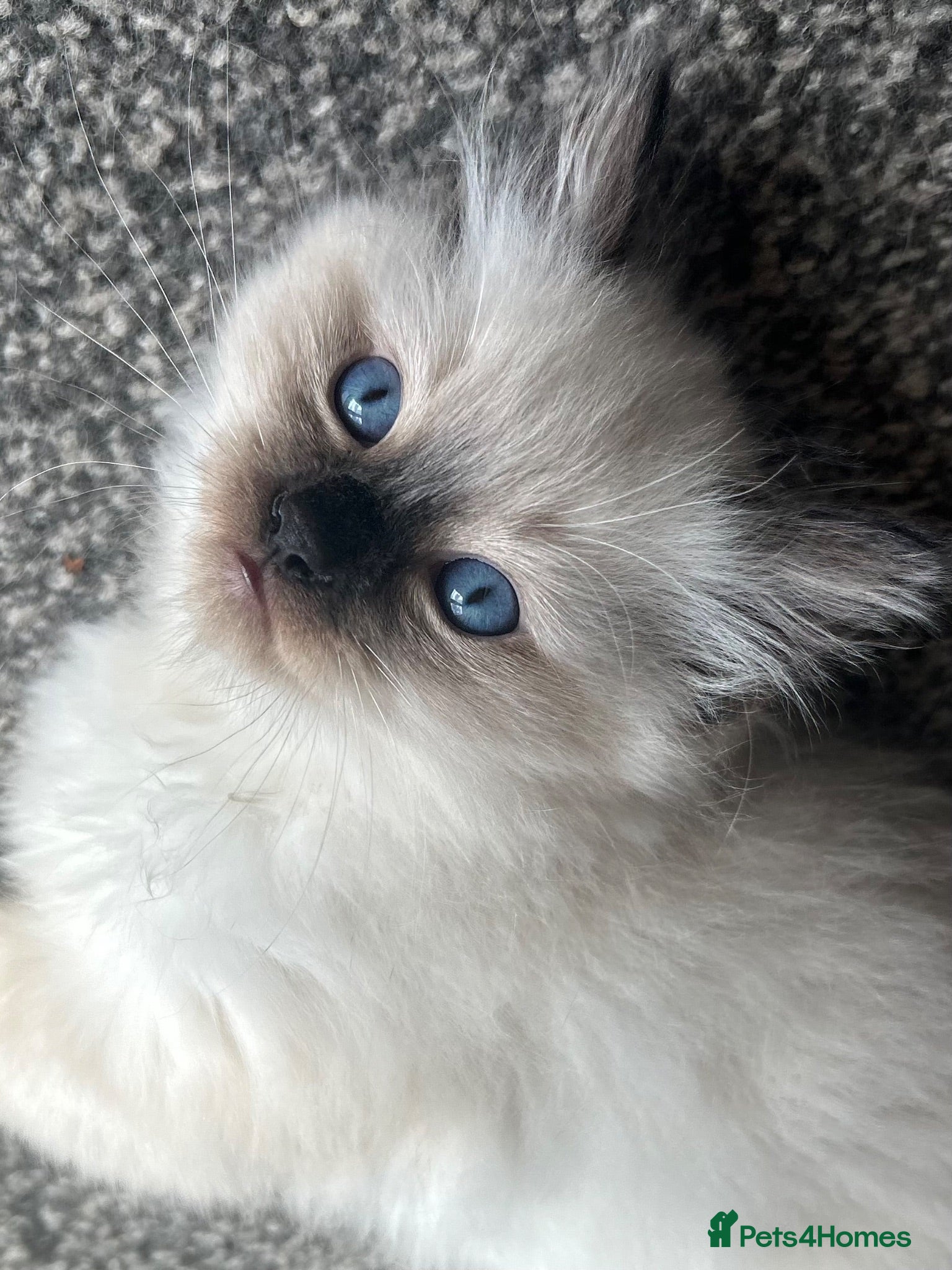 Ragdoll cats Ragdoll kitten for sale   - Advert 18