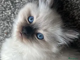 Ragdoll cats Only one Ragdoll kitten left - Advert 1