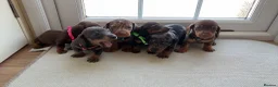 Dachshund dogs for sale: Dachshund  - Advert 12
