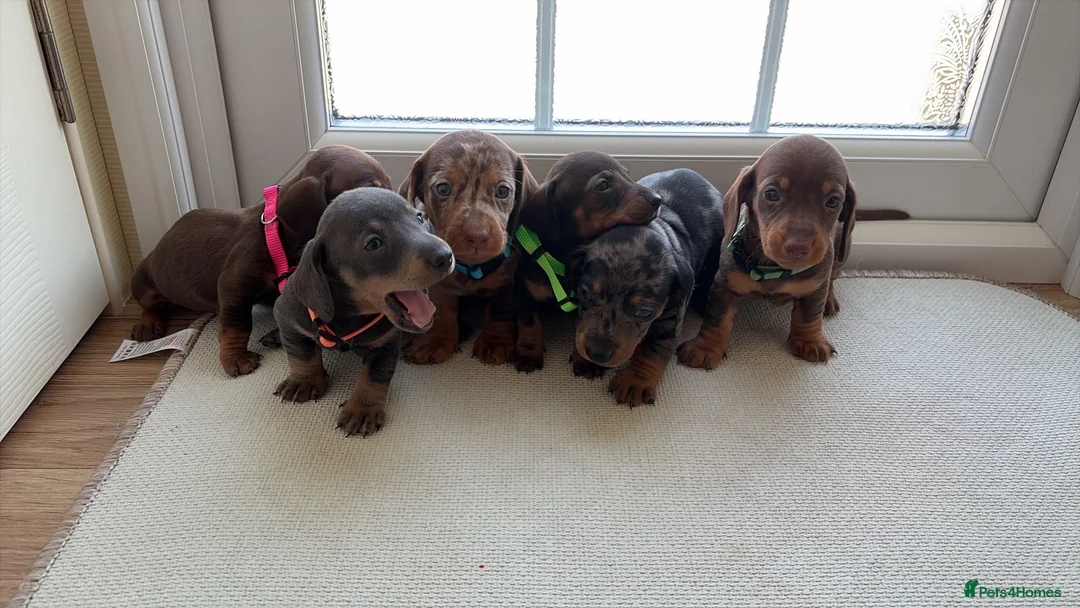 Dachshund dogs for sale: Dachshund  - Advert 12
