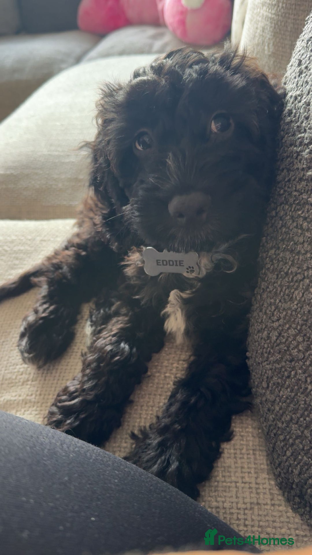 Cockapoo dogs for sale: Male F1B cockapoo - Advert 9