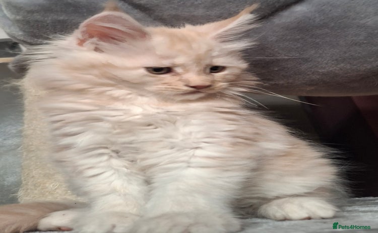Maine Coon cats - Advert 5
