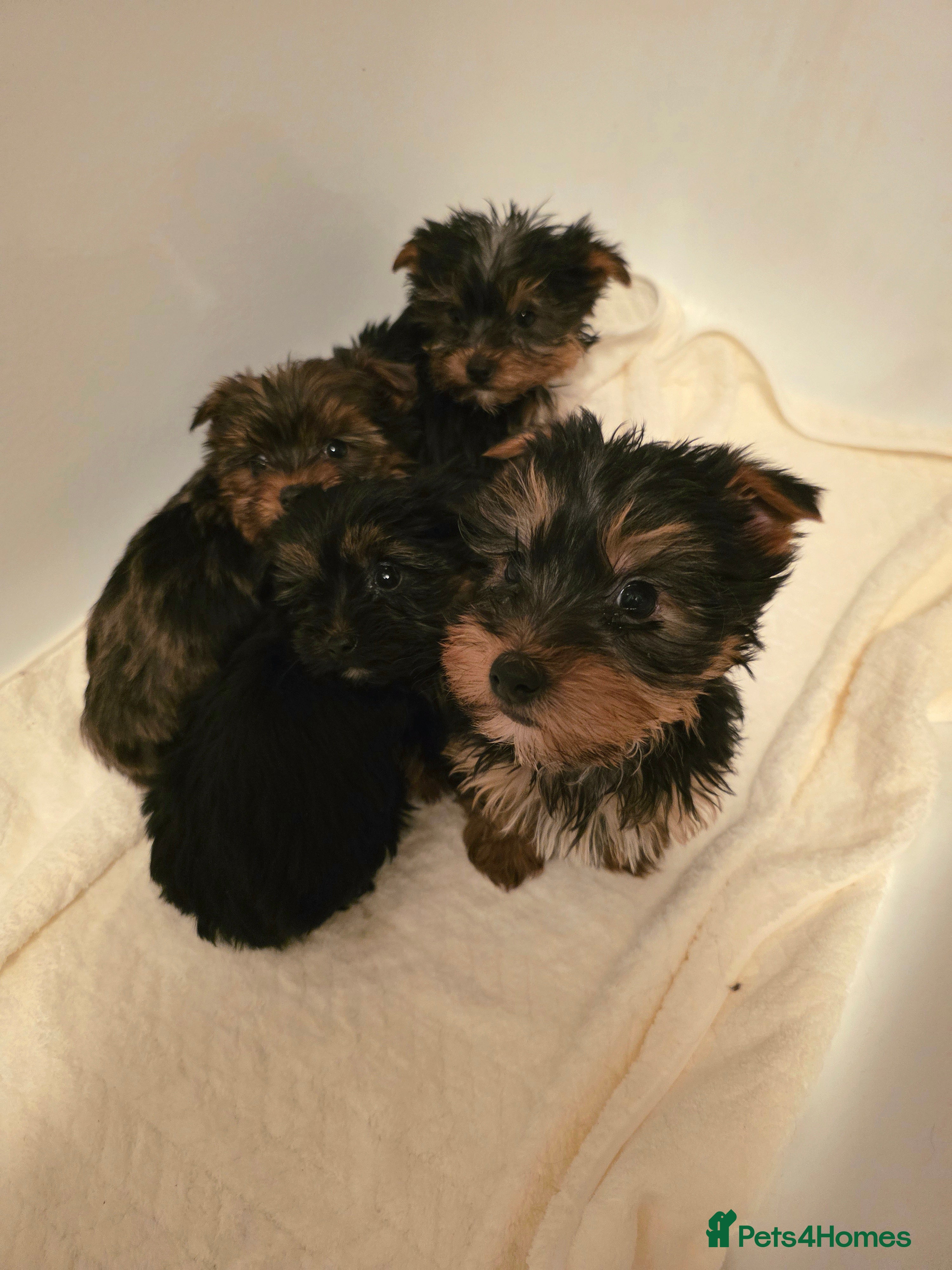 Yorkshire Terrier dogs Four Stunning Yorkie(Brewer) Pups Ready To Go Now! - Advert 14