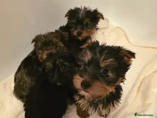Yorkshire Terrier dogs Four Stunning Yorkie(Brewer) Pups Ready To Go Now! - Advert 14