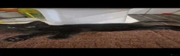 Mixed Breed cats for sale: Kittens 😺 - Advert 24
