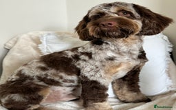 Cockapoo dogs for stud: STUD - Cockapoo (Chocolate Merle)  - Image 4