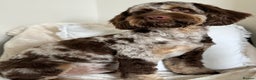 Cockapoo dogs for stud: STUD - Cockapoo (Chocolate Merle)  - Advert 4