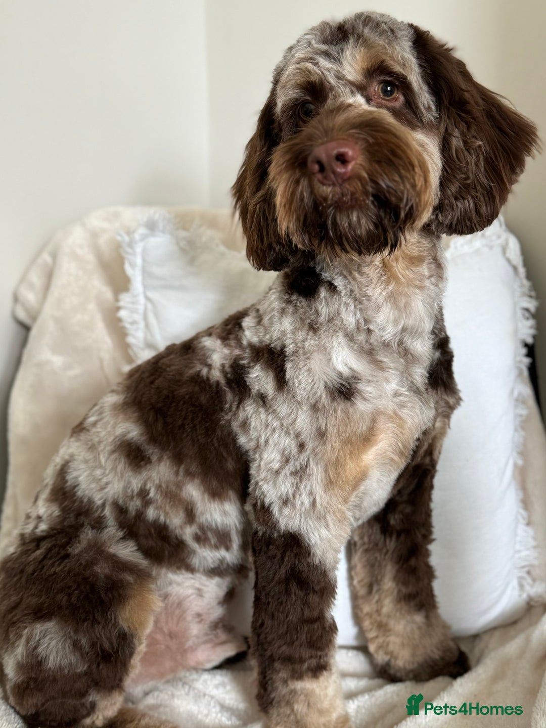 Cockapoo dogs for stud: STUD - Cockapoo (Chocolate Merle)  - Image 4