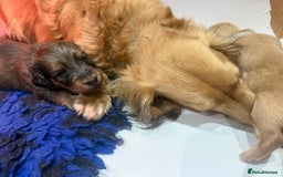 Miniature Dachshund dogs for sale: Stunning shaded cream and cream dachshunds  - Image 14