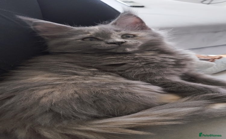 Maine Coon cats - Advert 12