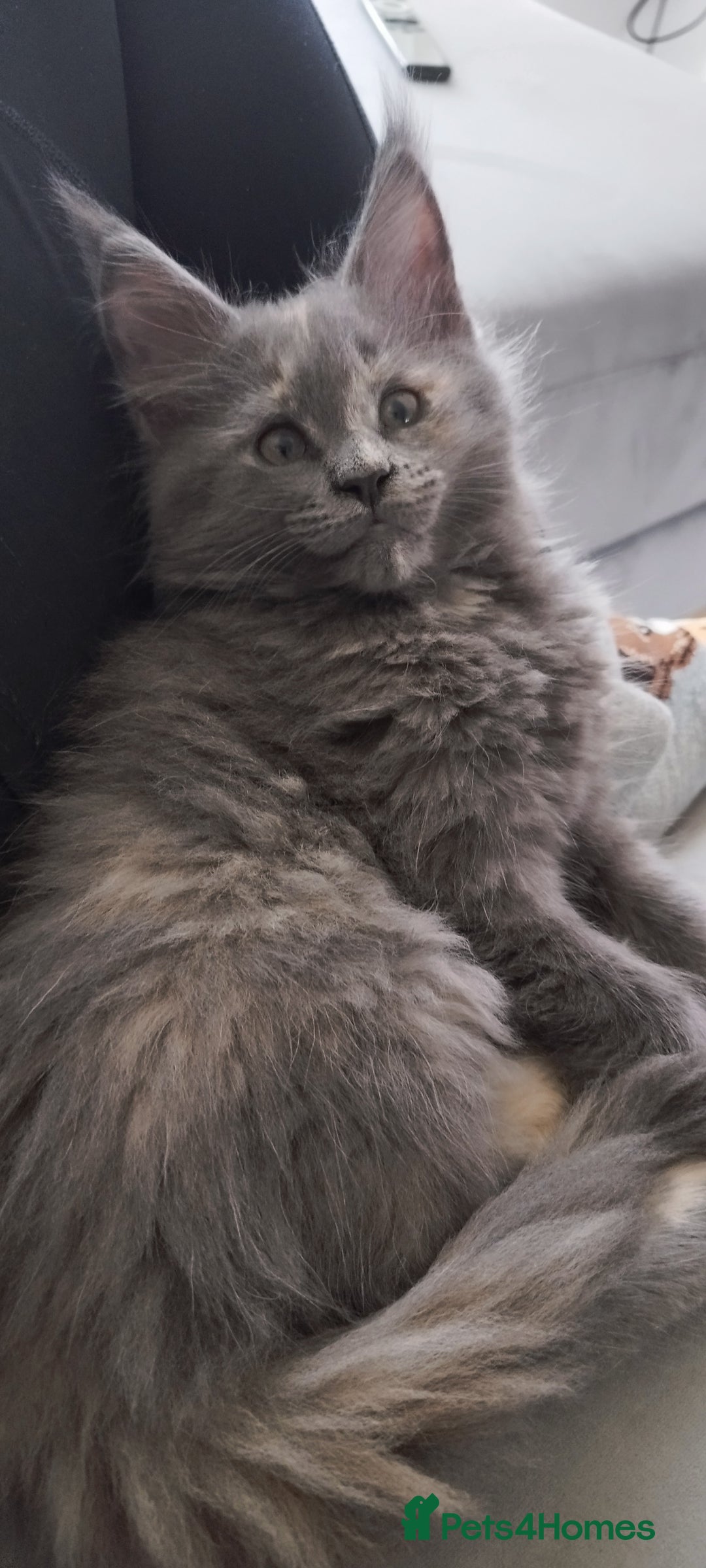 Maine Coon cats for sale: Tica pedigree MC kittens-ready for new home  - Image 2