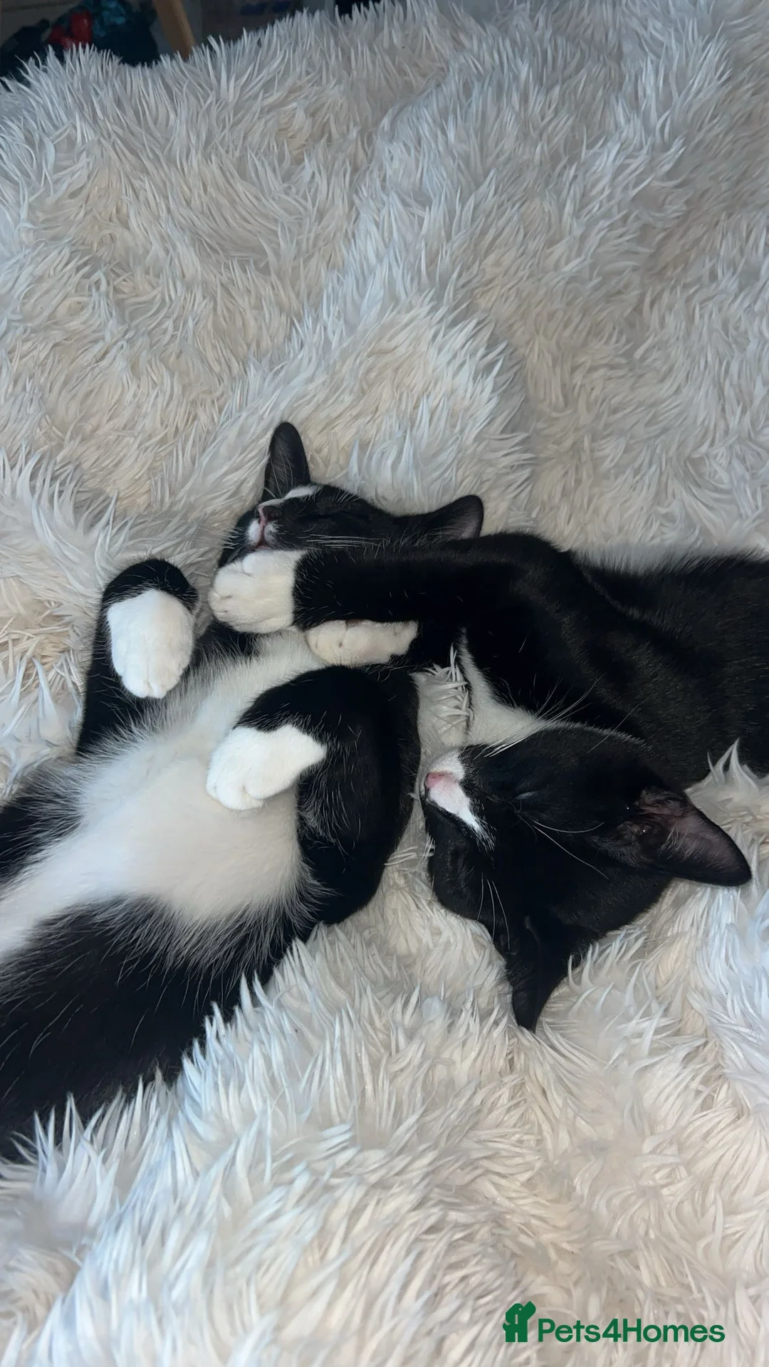 Mixed Breed cats for sale: 2 precious boy kittens  - Advert 12
