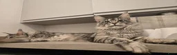 Maine Coon cats for stud: Mainecoon proven stud - Advert 7