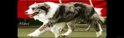 Border Collie dogs for sale: Handsome chunky Border Collie pups in Havant - Advert 3