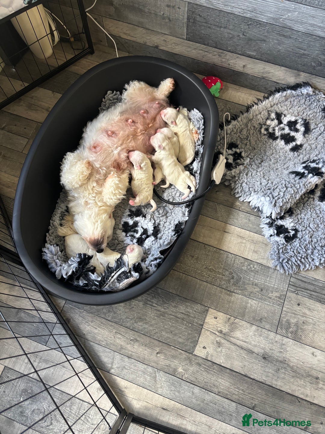Mixed Breed dogs for sale: READY 🩷🩵F1 Coton de tulear  cross Maltese 😍 - Image 8