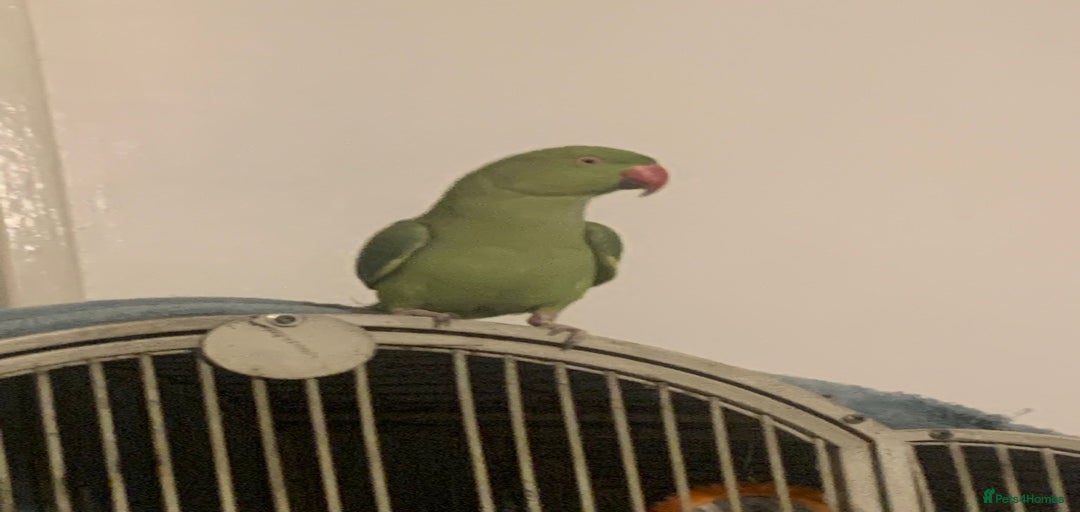 Gallery Image {{count}}