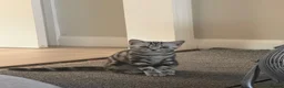 British Shorthair cats for sale: 5 month old BSH girl Active or non Active - Advert 3