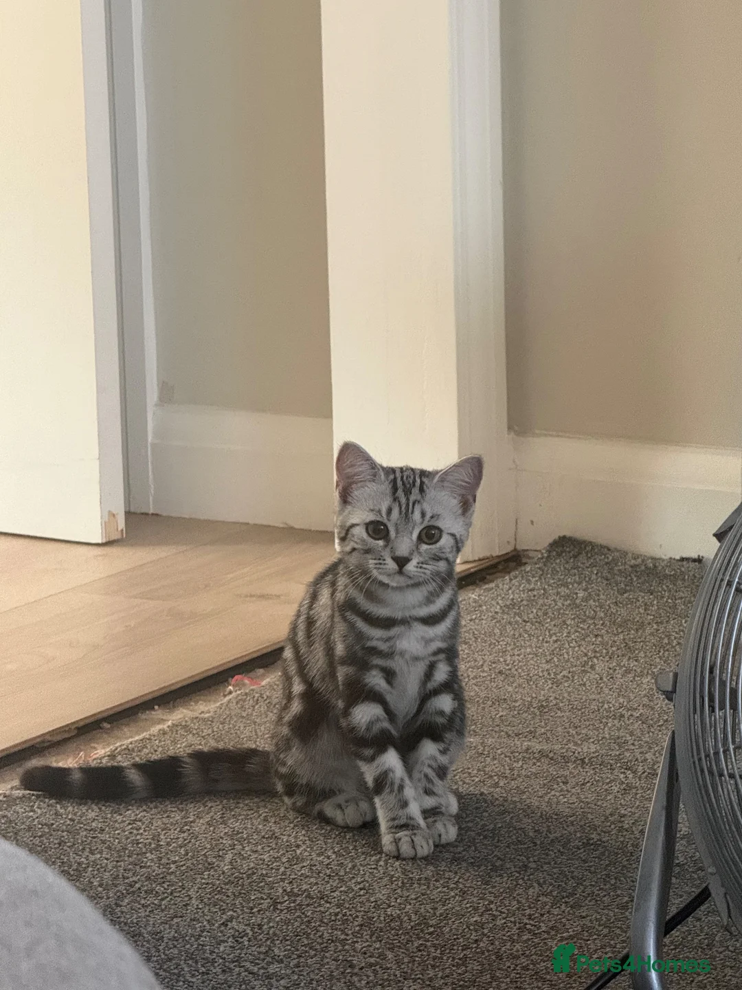 British Shorthair cats for sale: 5 month old BSH girl Active or non Active - Advert 3