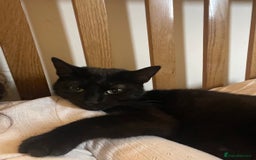 Domestic Shorthair cats for sale: 2 black cat sisters  - Image 3