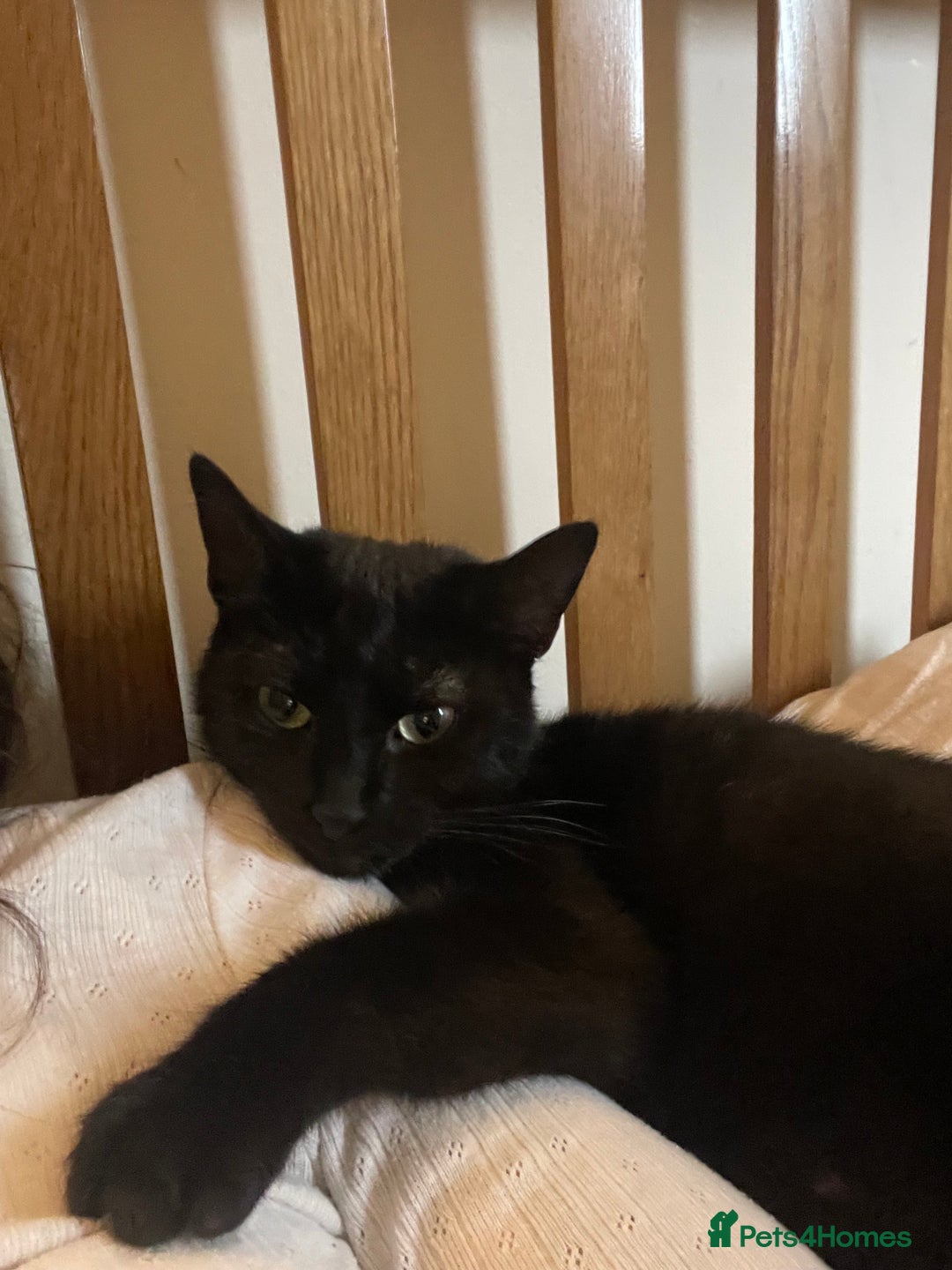 Domestic Shorthair cats for sale: 2 black cat sisters  - Image 3