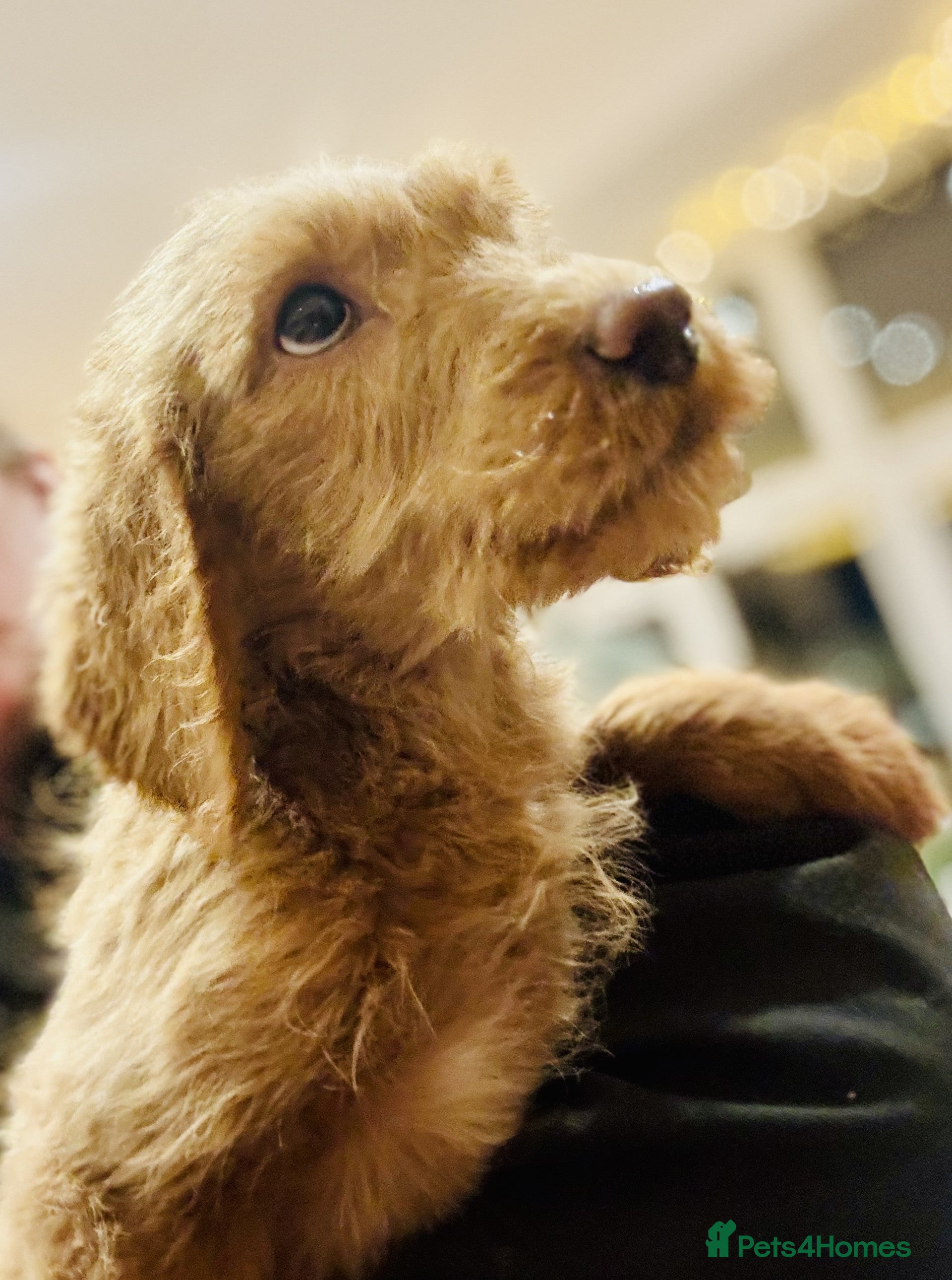 Labradoodle dogs A* Fully Vaccinated Lab x Australian Labradoodles - Advert 1