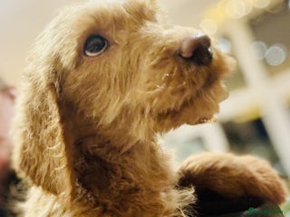 Labradoodle dogs A* Fully Vaccinated Lab x Australian Labradoodles - Advert 3