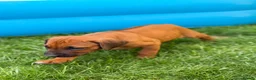 Rhodesian Ridgeback dogs for sale: * 2 Chunky Girls with Black Masks Available *  - Advert 15