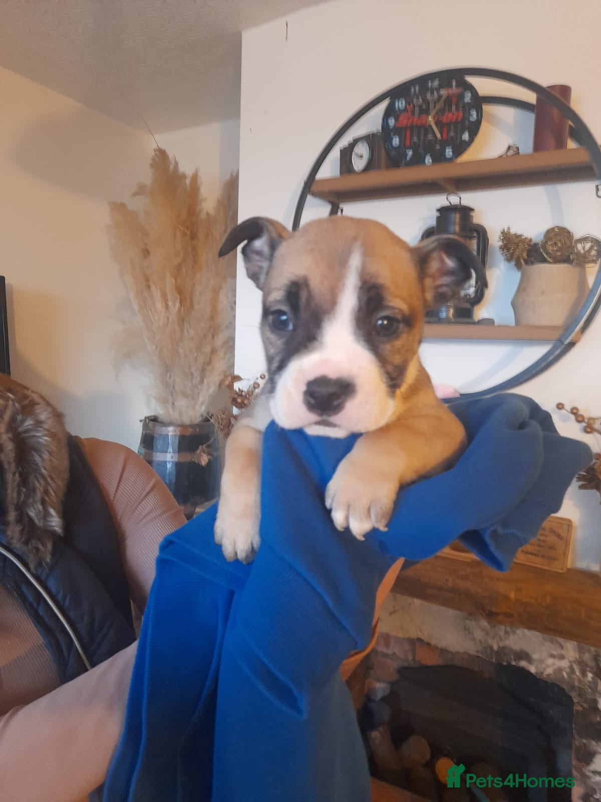Alapaha Blue Blood Bulldog dogs Bully pups  - Advert 3
