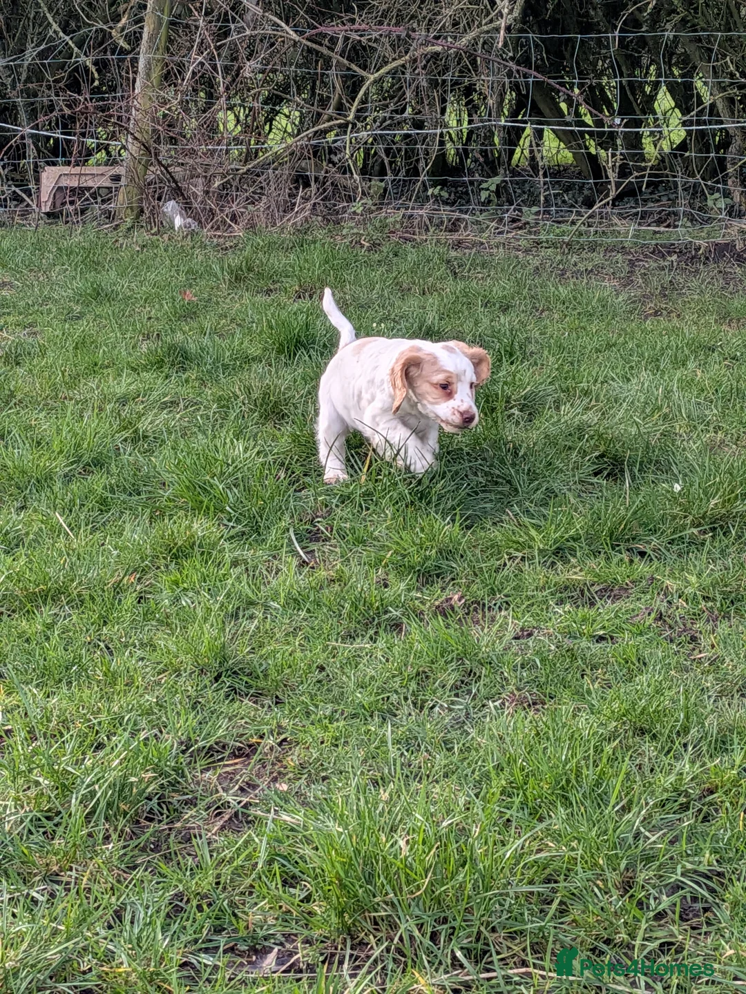 Cocker Spaniel dogs for sale: Cocker spaniel puppies  - Advert 3