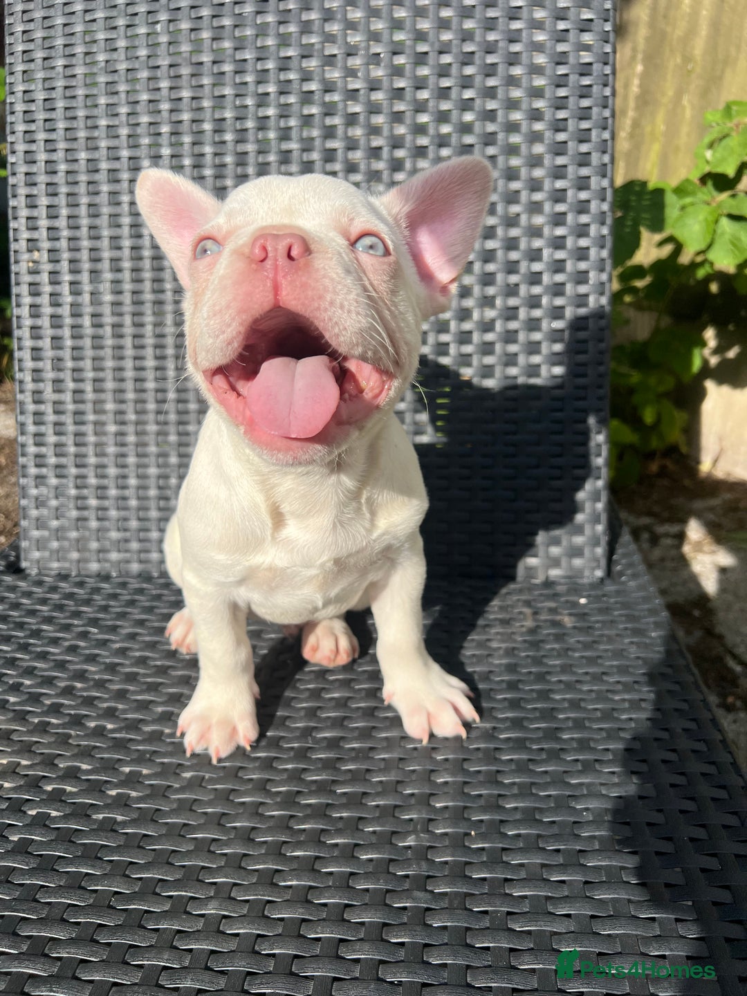 French Bulldog dogs for sale: 2 French bulldog pups.  1 boy & 1 girl.  - Image 19