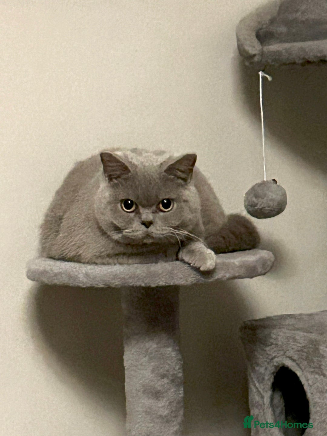 British Shorthair cats for sale: Female British Shorthair - Advert 1