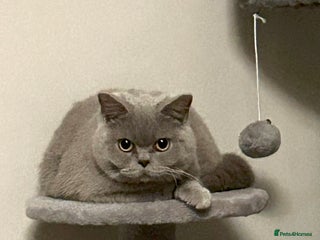 British Shorthair cats Female British Shorthair - Advert 1