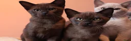 Burmese cats for sale: Beautiful Healthy Burmese  - Advert 6