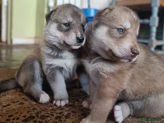 Siberian Husky dogs Beautiful litter of Siberian Huskies - Advert 6