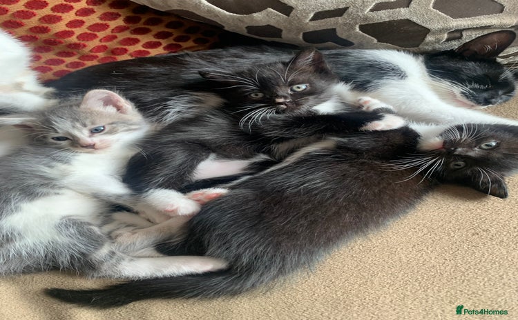 Mixed Breed cats for sale - Advert 2