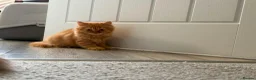British Longhair cats for sale: Available now 😻 British Longhair kittens - TICA  - Advert 9
