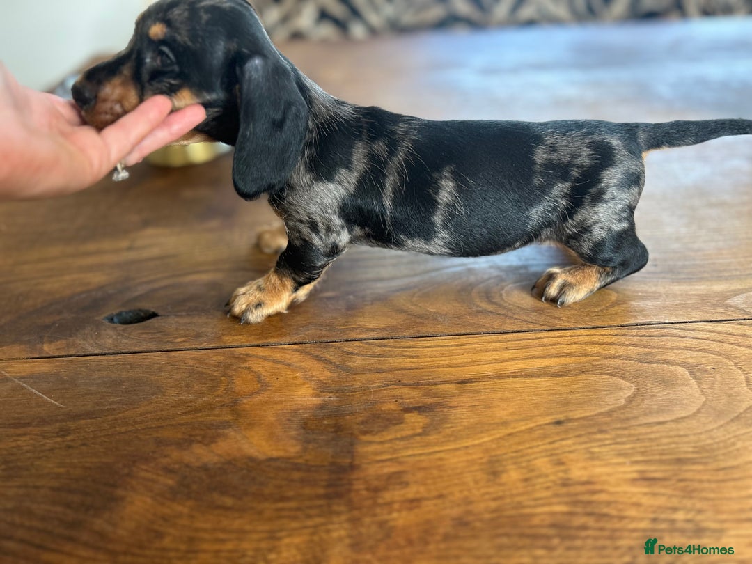 Dachshund dogs for sale: Fully dna health tested wire hair dachshund pups - Image 32