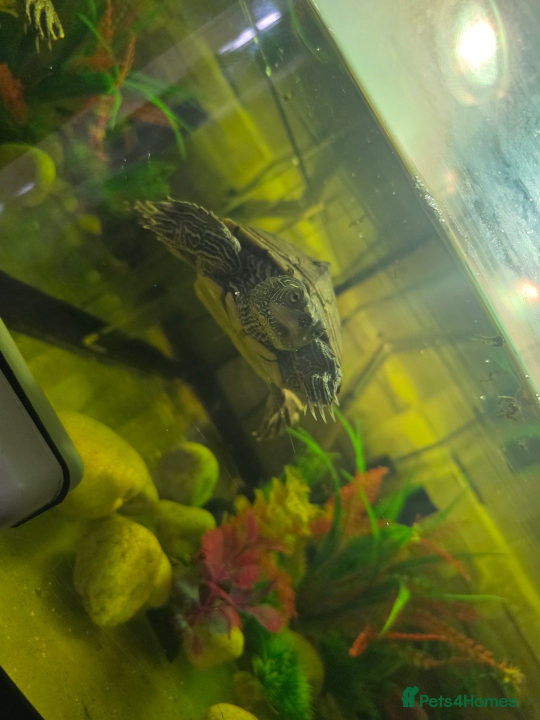 Turtle reptiles for sale: Mississipi Map Turtle - Advert 4