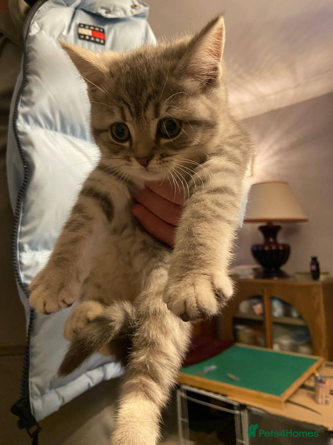 Persian cats for sale: Persian x British blue shorthair  - Advert 4