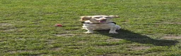 Cocker Spaniel dogs for sale: 2 x female spaniels - Advert 5