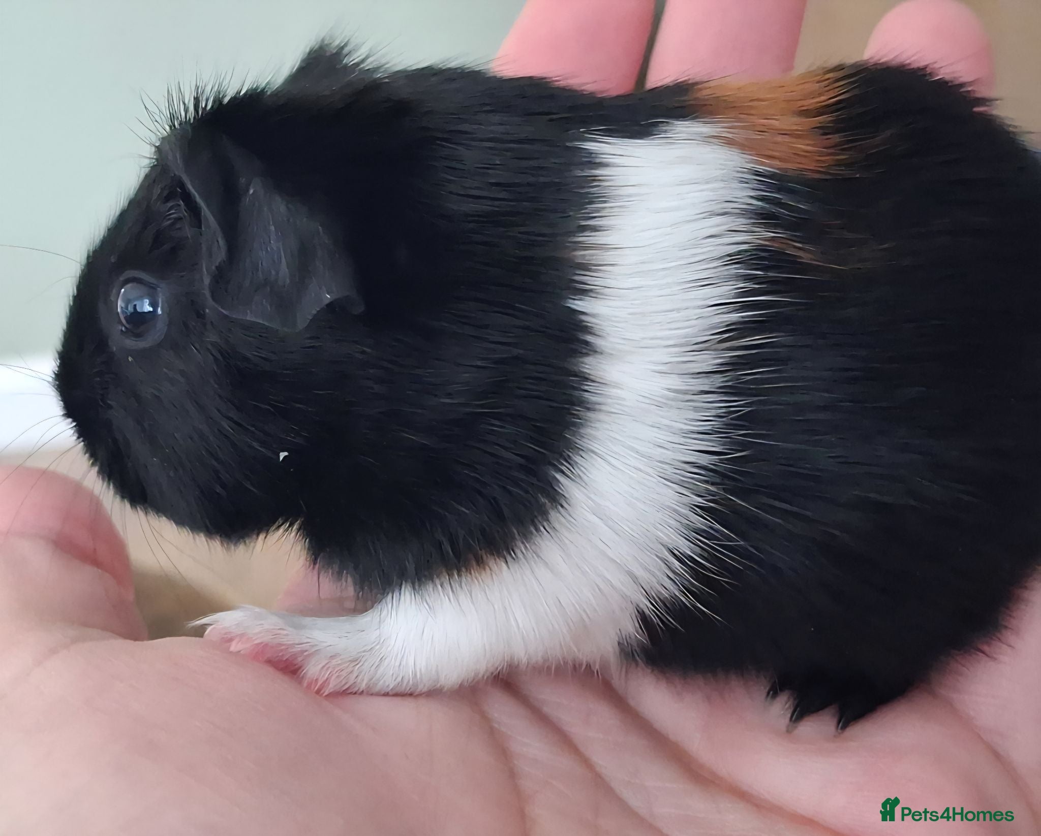 Guinea Pig rodents Gorgeous baby boars - Advert 12