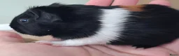 Guinea Pig rodents for sale: Gorgeous baby boars - Advert 8