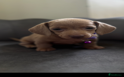 Miniature Dachshund dogs for sale: Stunning mini sausages  - Image 5