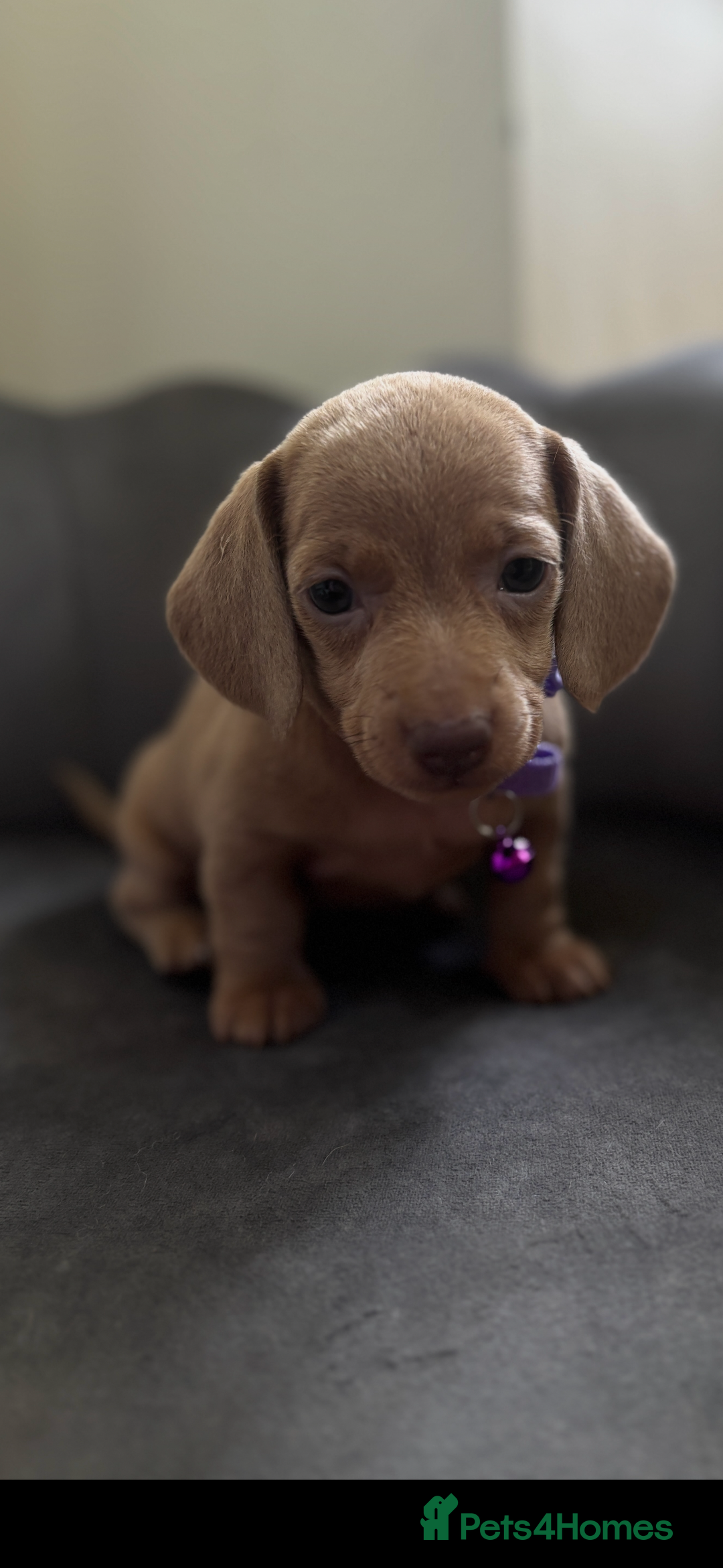 Miniature Dachshund dogs for sale: Stunning mini sausages  - Image 5