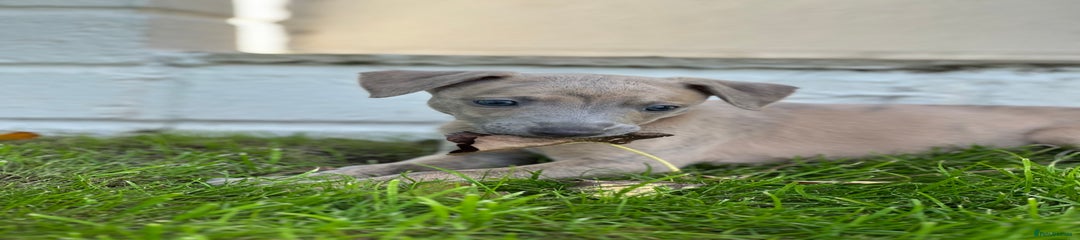 Whippet Puppy 1