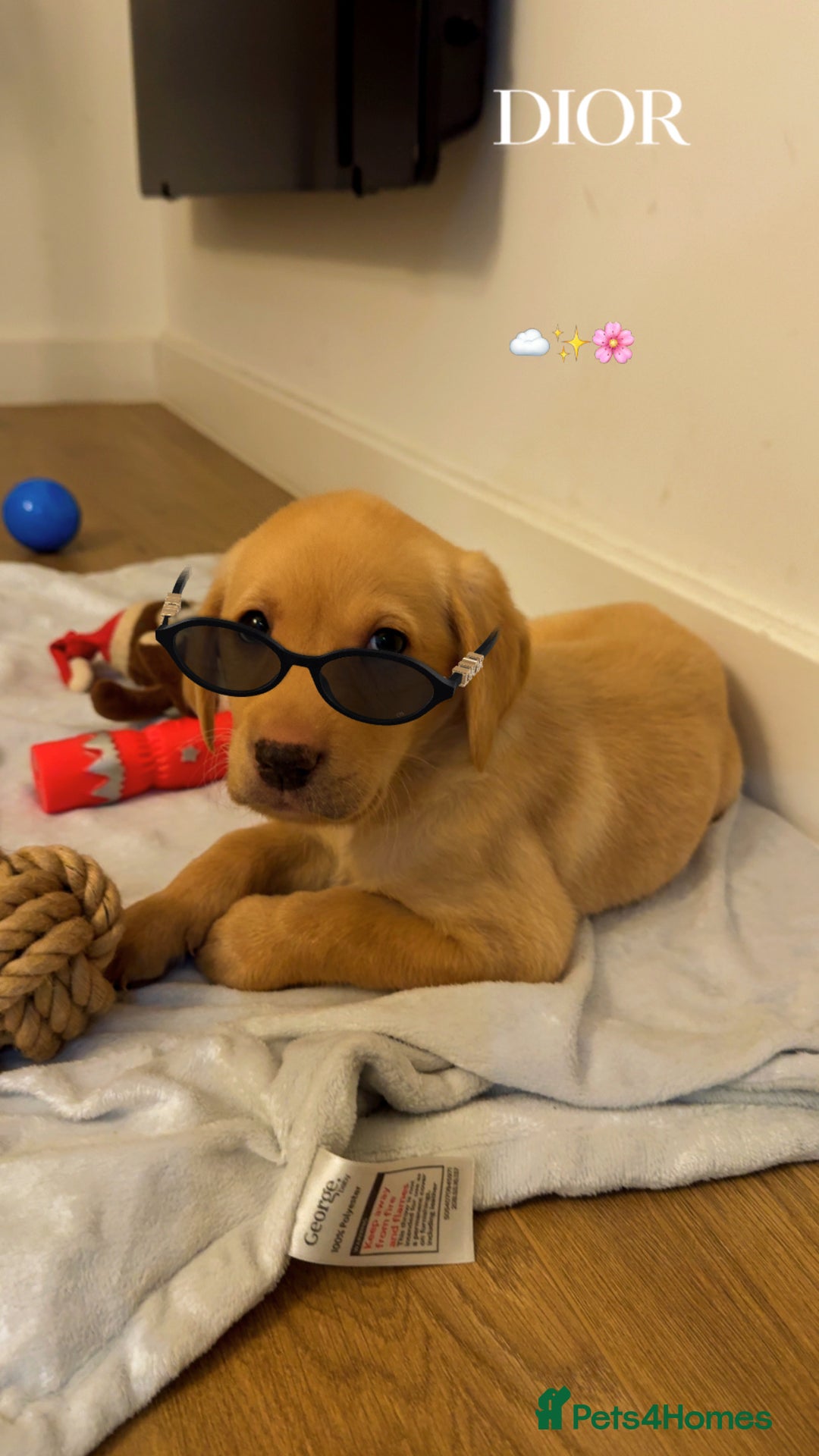 Labradoodle dogs for sale: Mr Miller Full Labradour Boy   - Advert 3