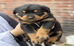 Rottweiler dogs for sale: 5 chunky pure pedigree Rottweiler pups - Image 21