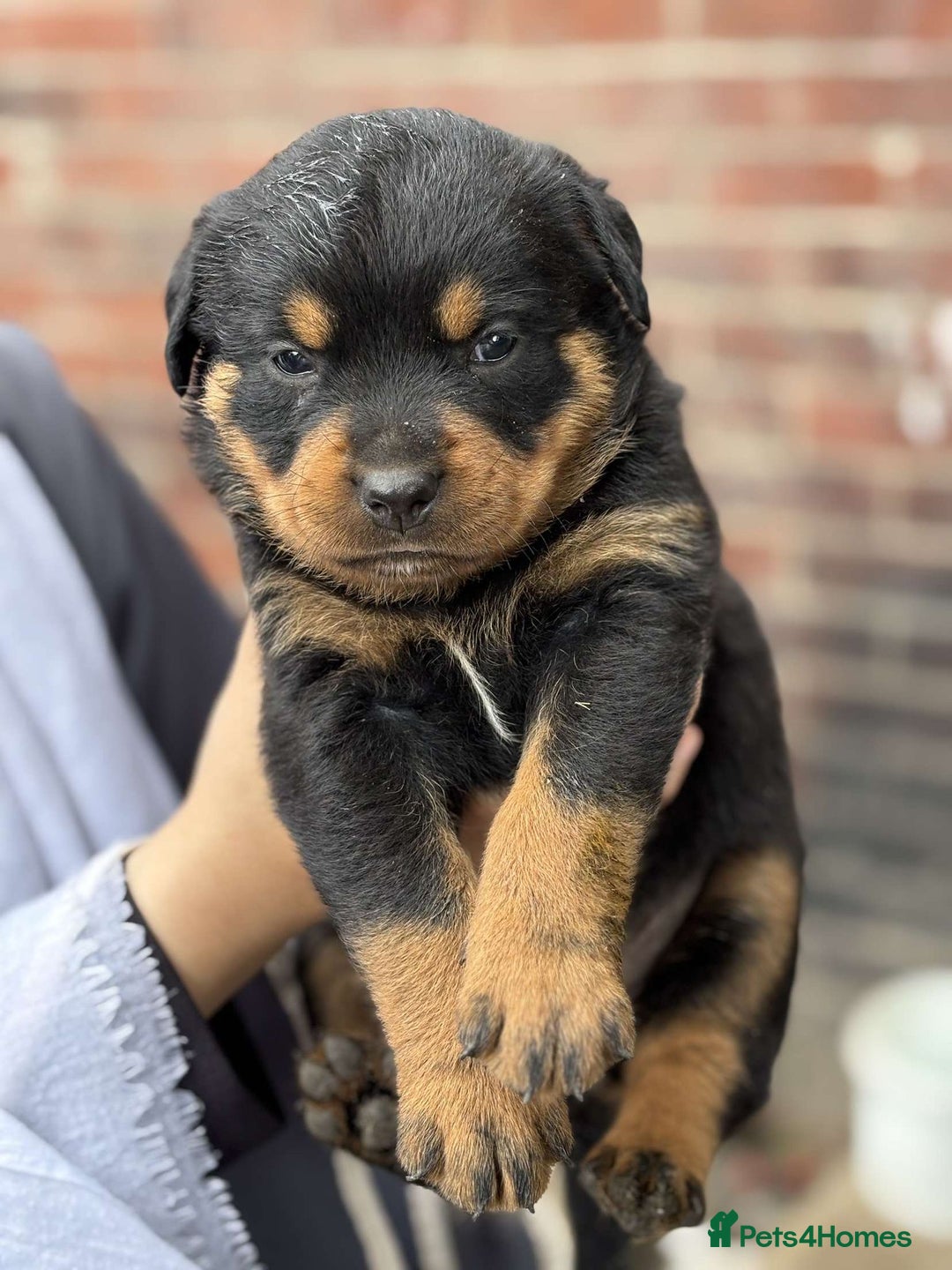 Rottweiler dogs for sale: 5 chunky pure pedigree Rottweiler pups - Image 21