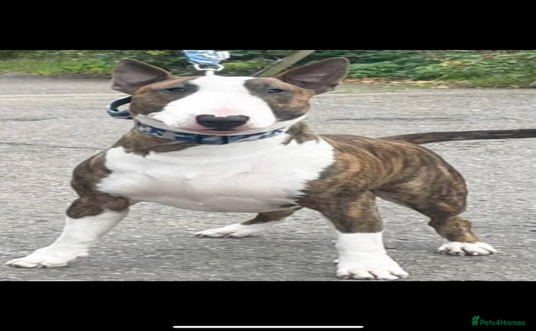 English Bull Terrier dogs - Advert 3